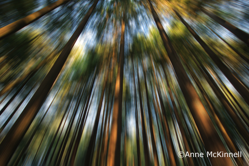 Forest Blur #2