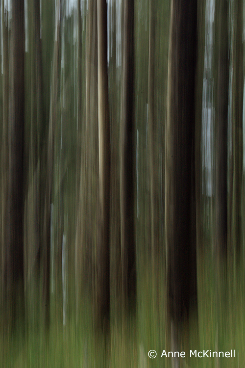 Forest Blur #1