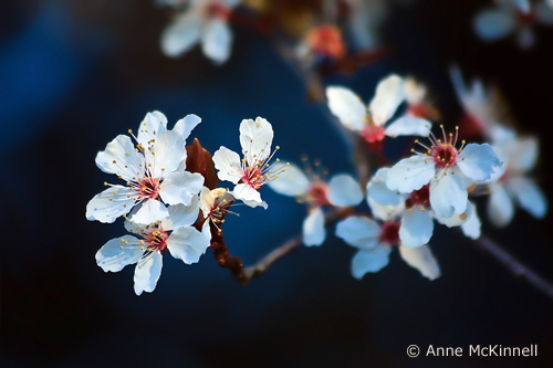 Plum Tree Blossoms