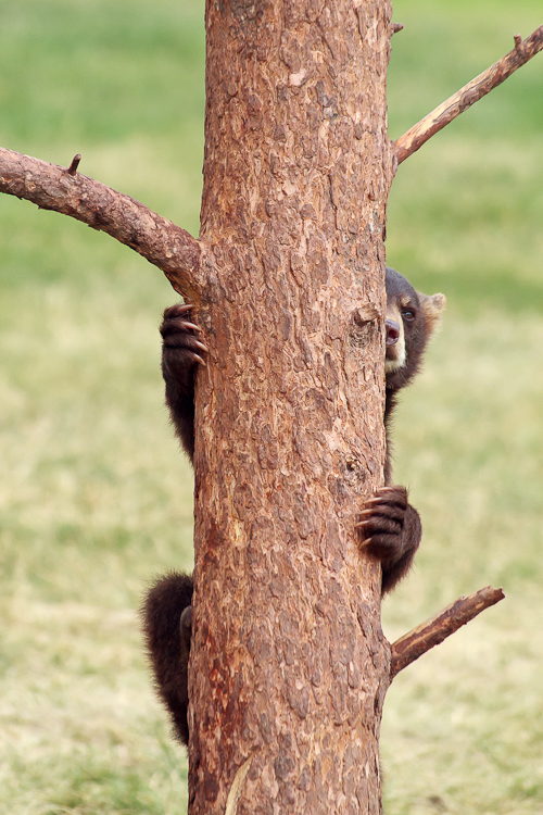 Baby Bear Hiding