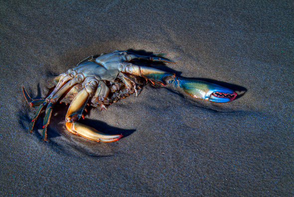 Blue Crab on Jekyll Island, Georgia