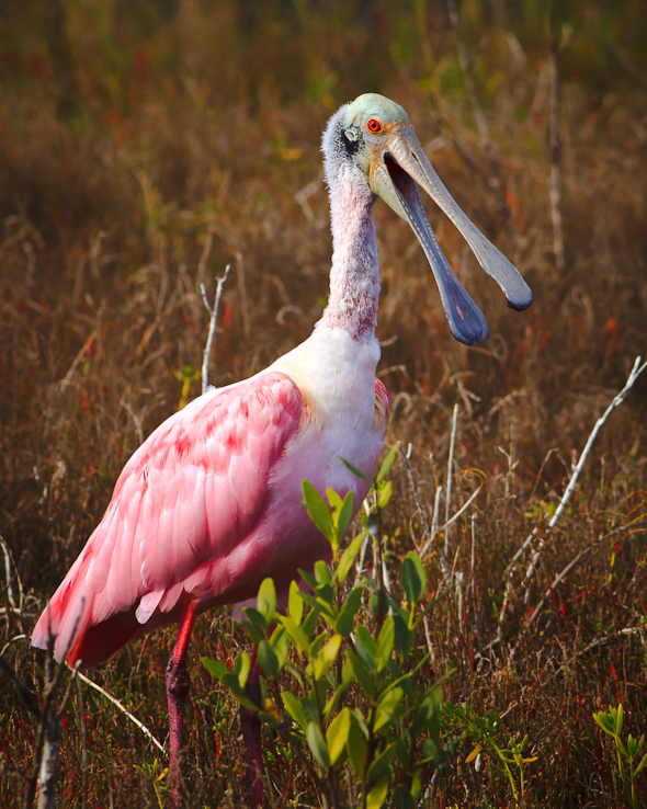 Roseate Spoonbill, Merritt Island Wildlife Refuge, Florida