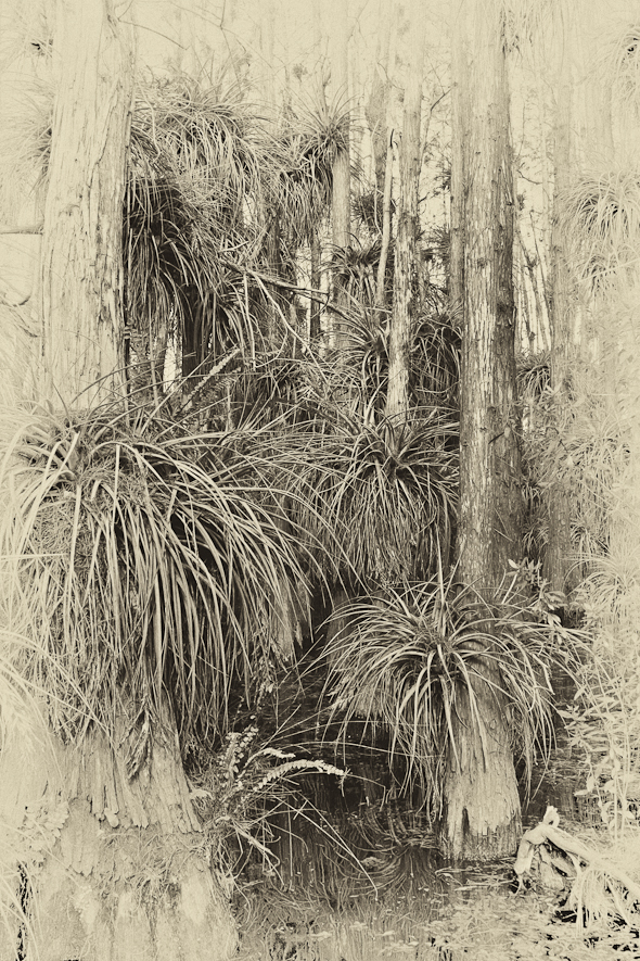 Cypress Swamp, Everglades National Park, Florida