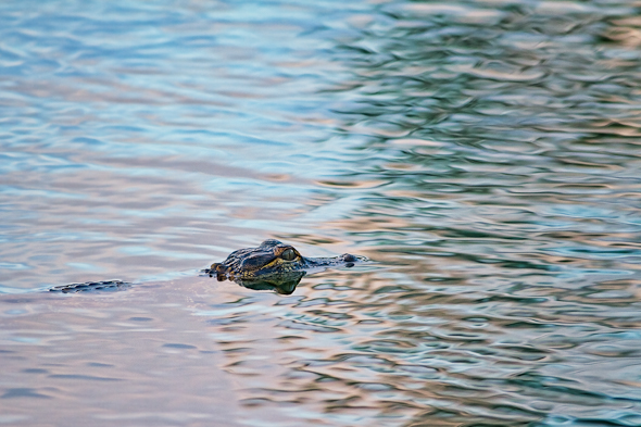 Alligator, Everglades National Park, Florida
