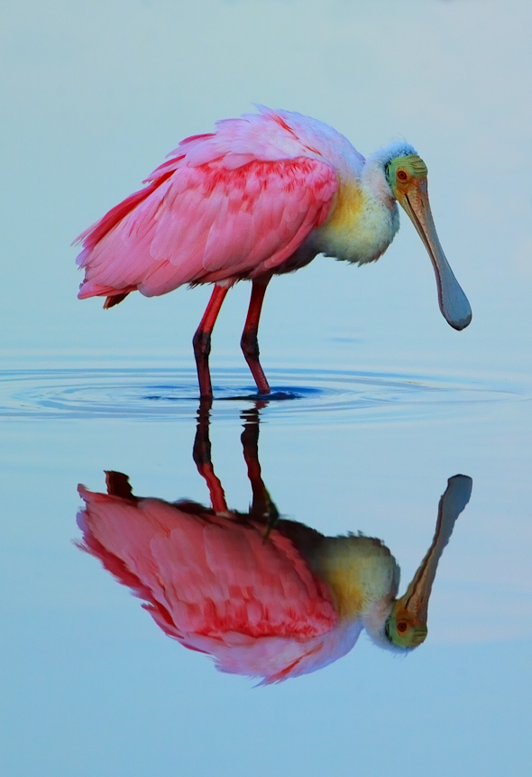 Roseate Spoonbill, Ding Darling Wildlife Refuge, Florida