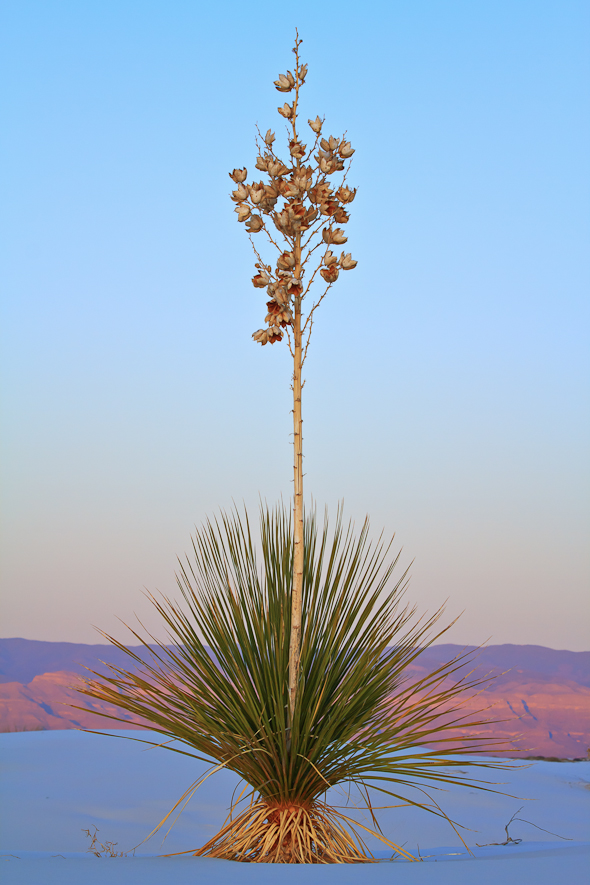 White Sands National Monument, New Mexico