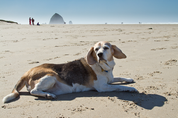 Oscar at Canon Beach, Oregon