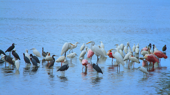 Wading Birds, Ding Darling Wildlife Refuge, Florida