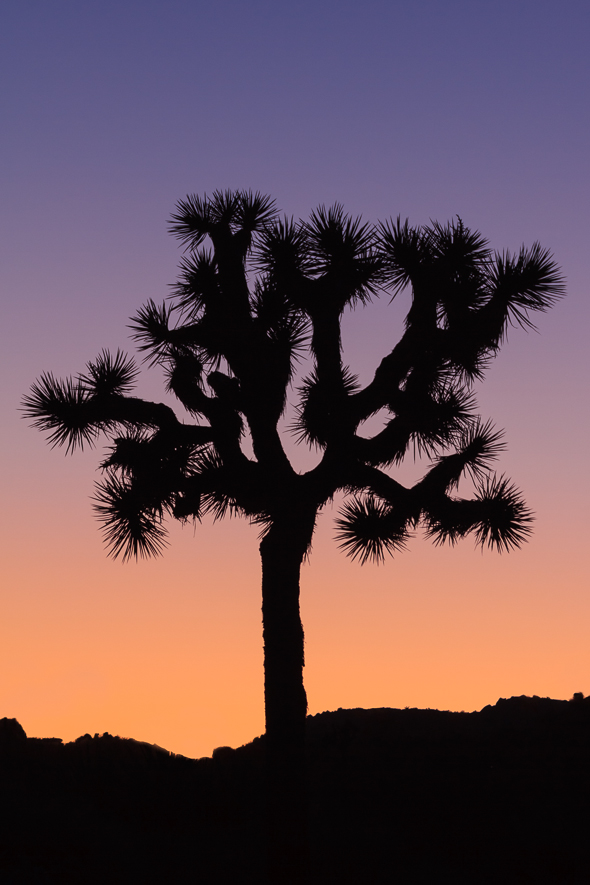 Joshua Tree National Park, California