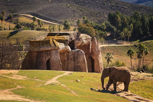 Elephant at the San Diego Safari Park