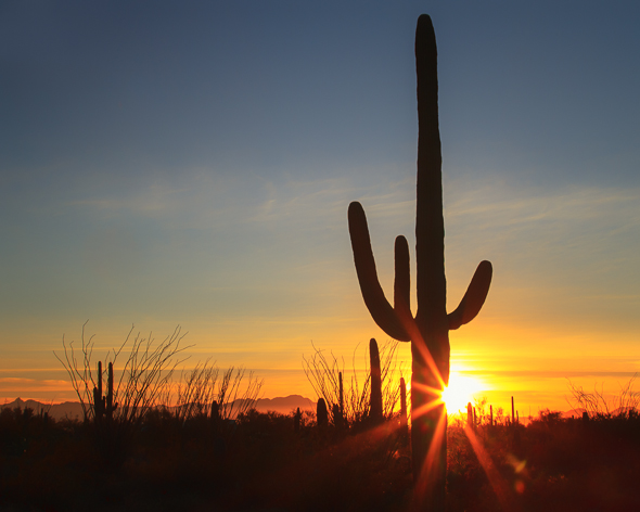Saguaro National Park by Anne McKinnell