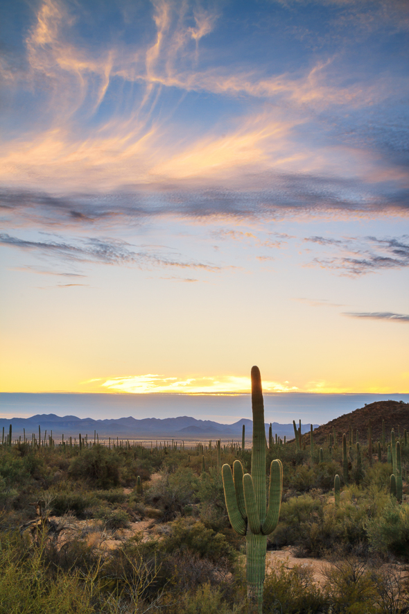 Saguaro National Park by Anne McKinnell