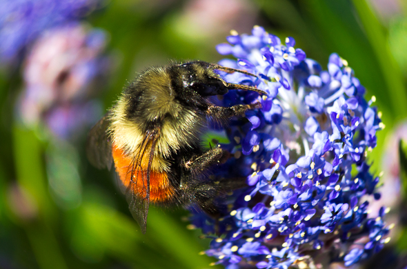 Bumble bee on california lilac by Anne McKinnell.