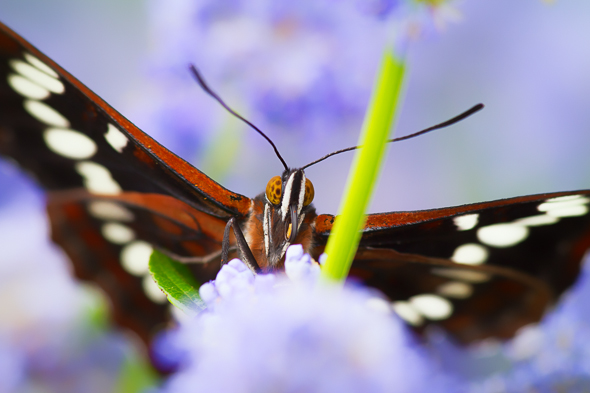 Butterfly and Lilac by Anne McKinnell
