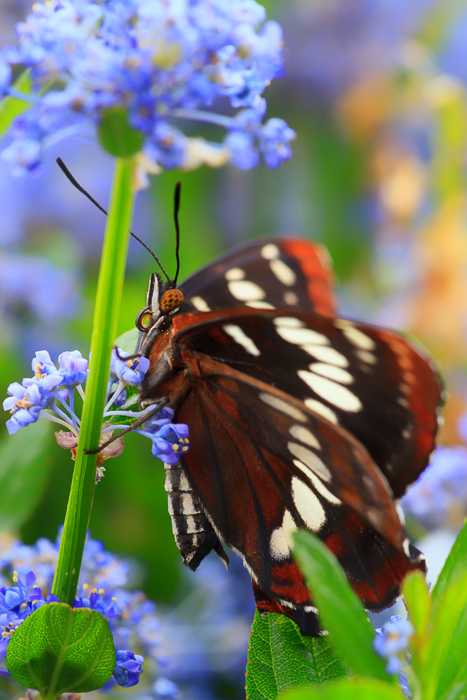Butterfly and Lilac by Anne McKinnell