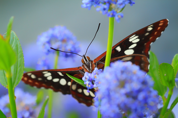 Butterfly and Lilac by Anne McKinnell