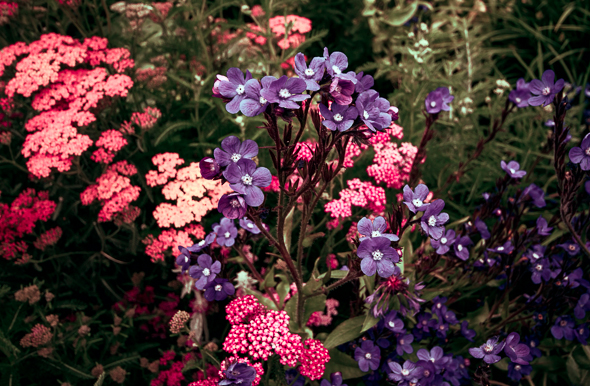 Flowers by Anne McKinnell