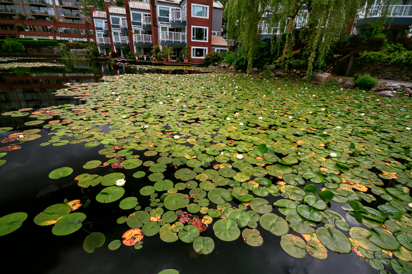 Lilies and Condos by Anne McKinnell