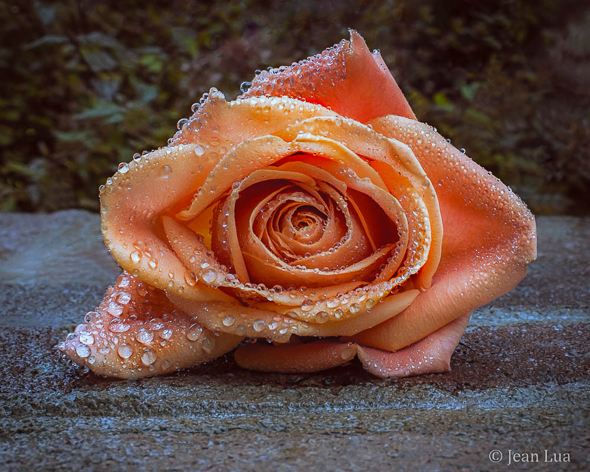 A Rose's Tears by Jean Lua