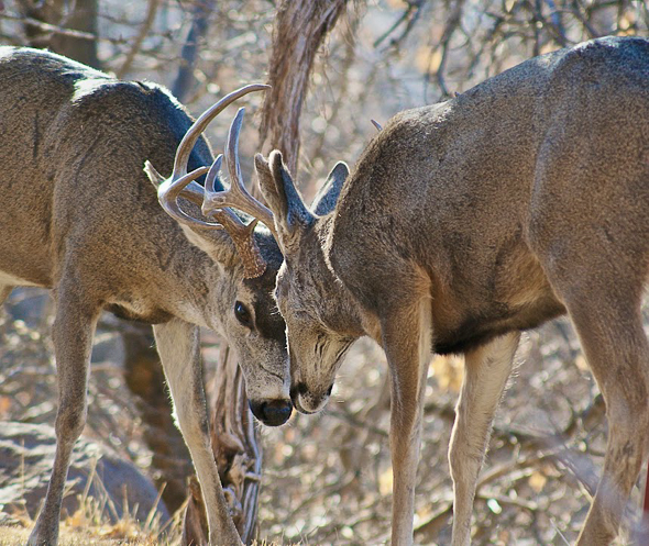 George: Bucks Challenge