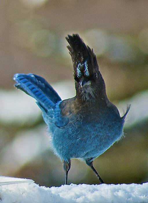 George: Blue Jay