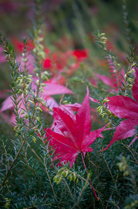 Fall leaves at Butchart Gardens in Victoria, British Columbia