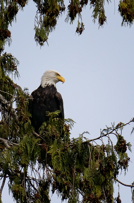 Bald Eagle in Nanaimo, BC by Anne McKinnell
