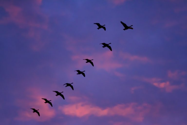 Canadian Geese at Sunset by Anne McKinnell