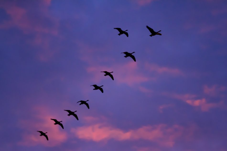 Canadian Geese at Sunset by Anne McKinnell