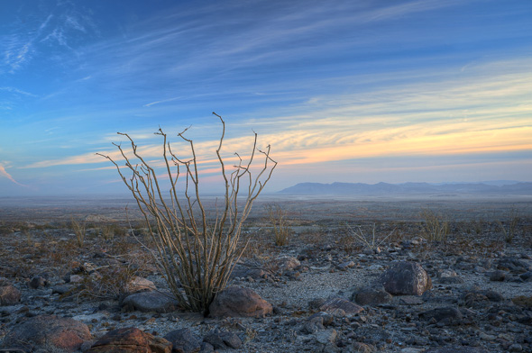 Ocotillo in the Colorado Desert, California, by Anne McKinnell