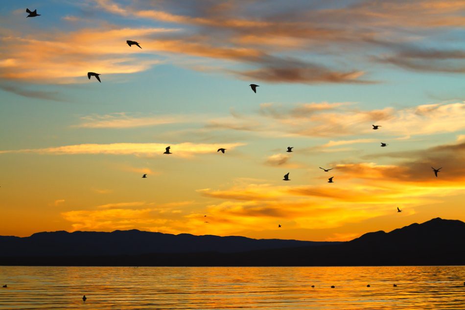 Salton Sea Seagulls by Anne McKinnell