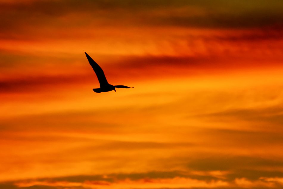 Seagull In Flight at Sunset by Anne McKinnell