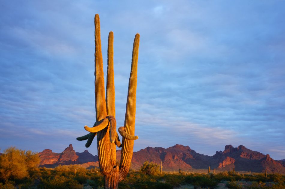 Saguaro cactus at sunset by Anne McKinnell