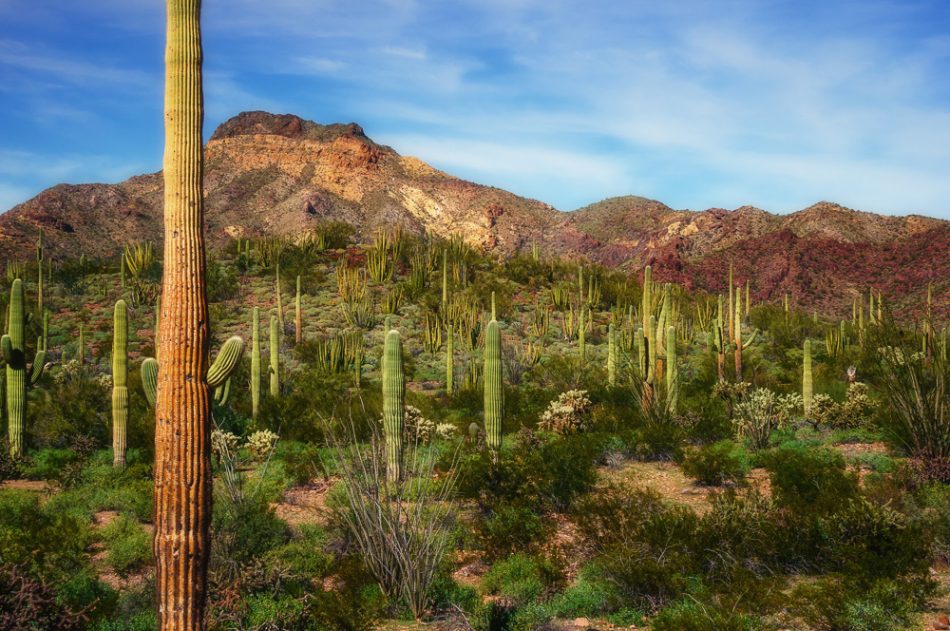 Organ Pipe National Monument, Arizona, by Anne McKinnell
