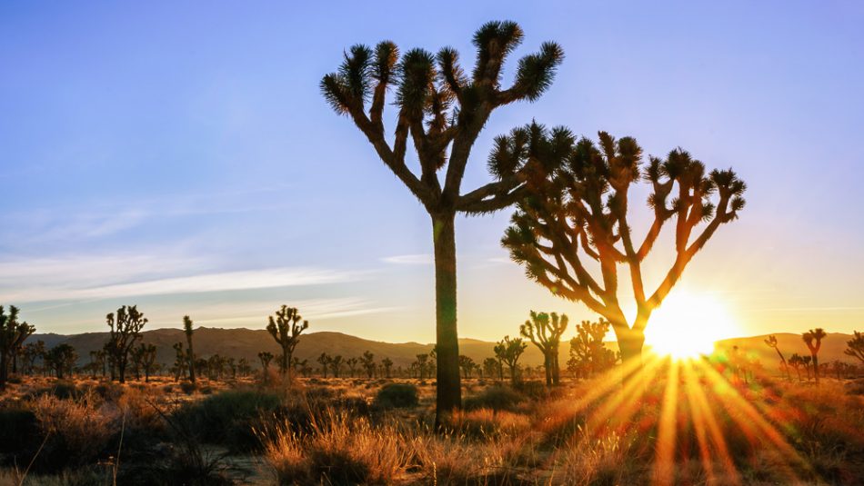 Joshua Tree sunburst by Anne McKinnell