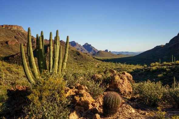 Organ Pipe Cactus National Monument, Arizona, by Anne McKinnell