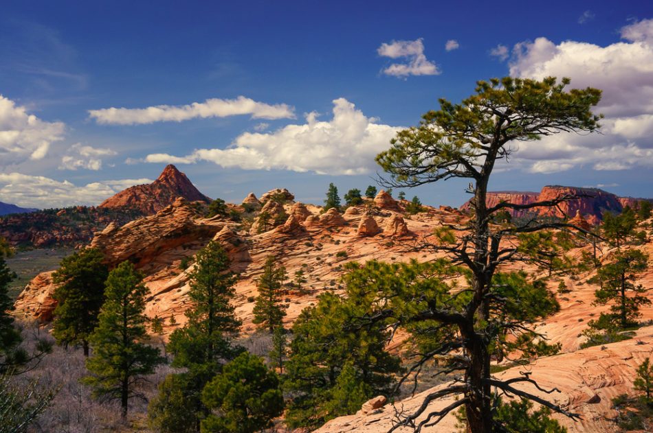 Kolob Terrace, Zion National Park, Utah by Anne McKinnell