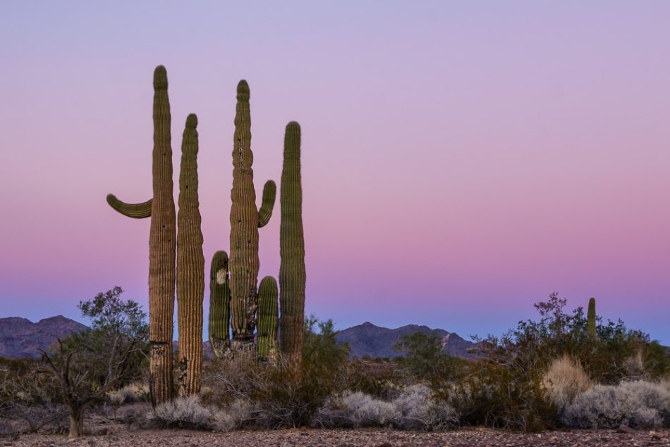 Saguaro Cactus in Quartzsite Arizona by Anne McKinnell