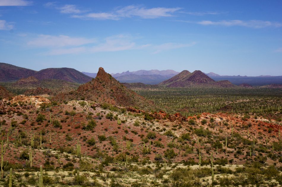 Distant Cactus by Anne McKinnell