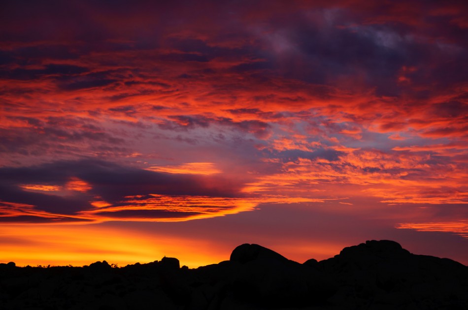 Sunset at Joshua Tree National Park by Anne McKinnell