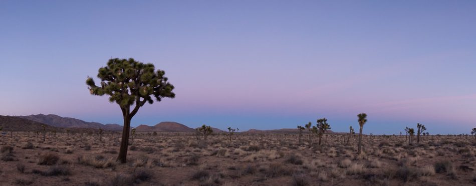 Joshua Tree Panorama by Anne McKinnell