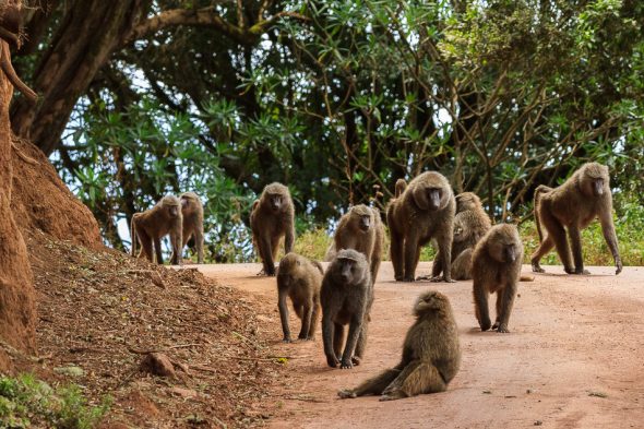 Troop of Baboons by Anne Mckinnell