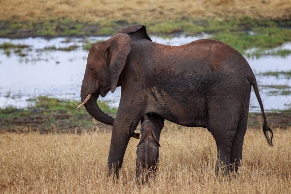 Elephant with Baby by Anne McKinnell