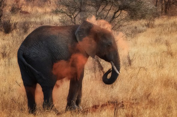 Elephant Dusting by Anne McKinnell