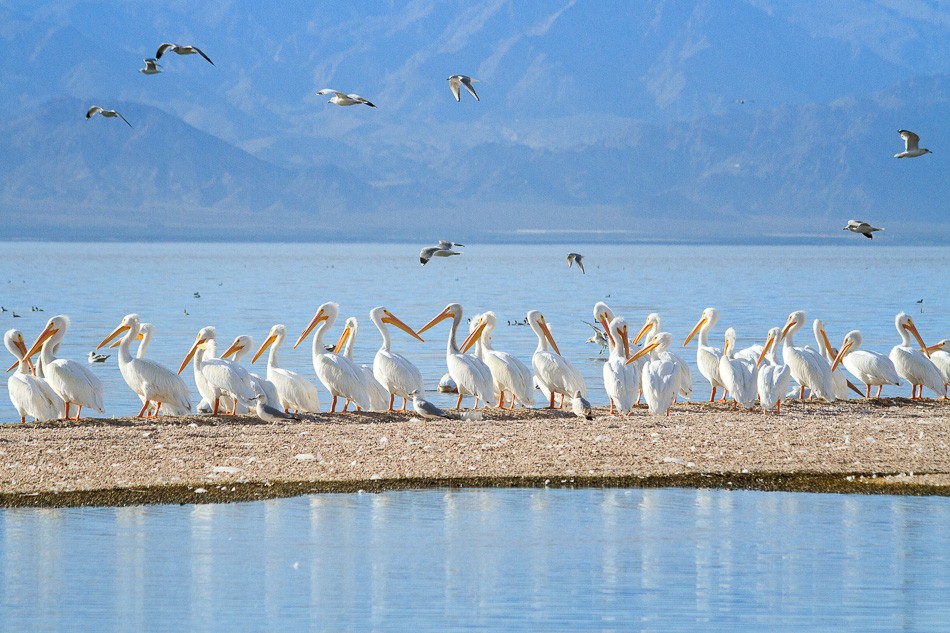 Row of White Pelicans by Anne McKinnell