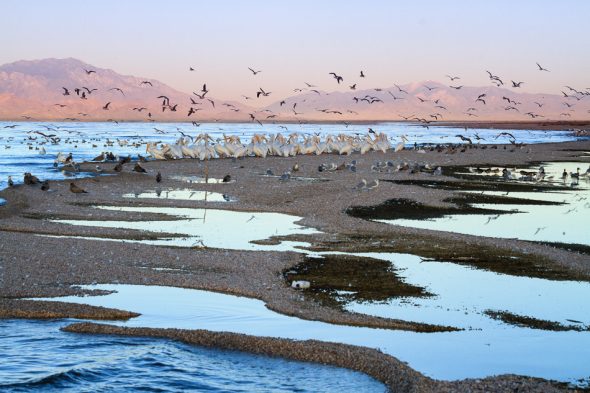 Pelicans at Sunset by Anne McKinnell