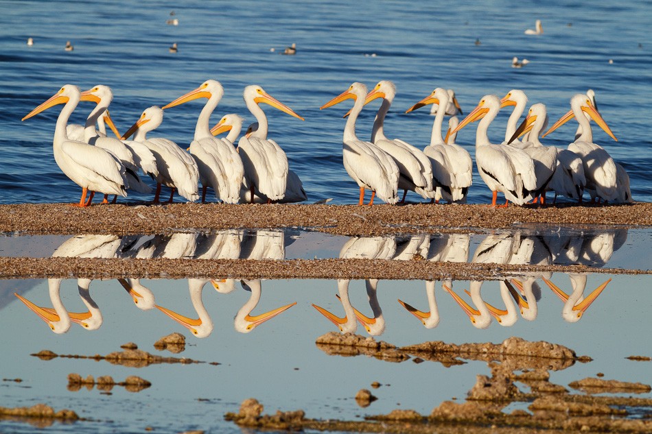 White Pelican Reflection by Anne McKinnell