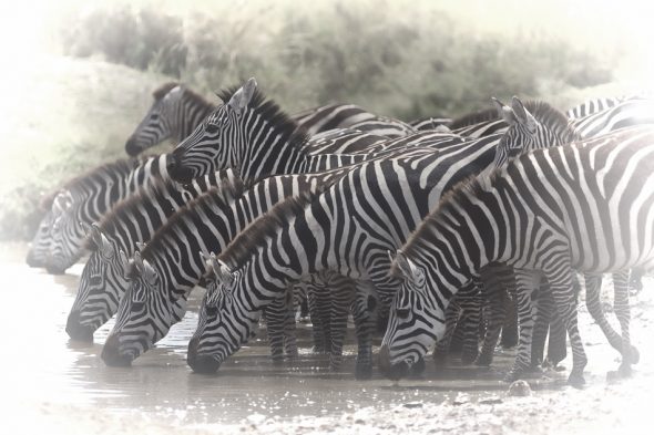 Zebras at the Watering Hole by Anne McKinnell