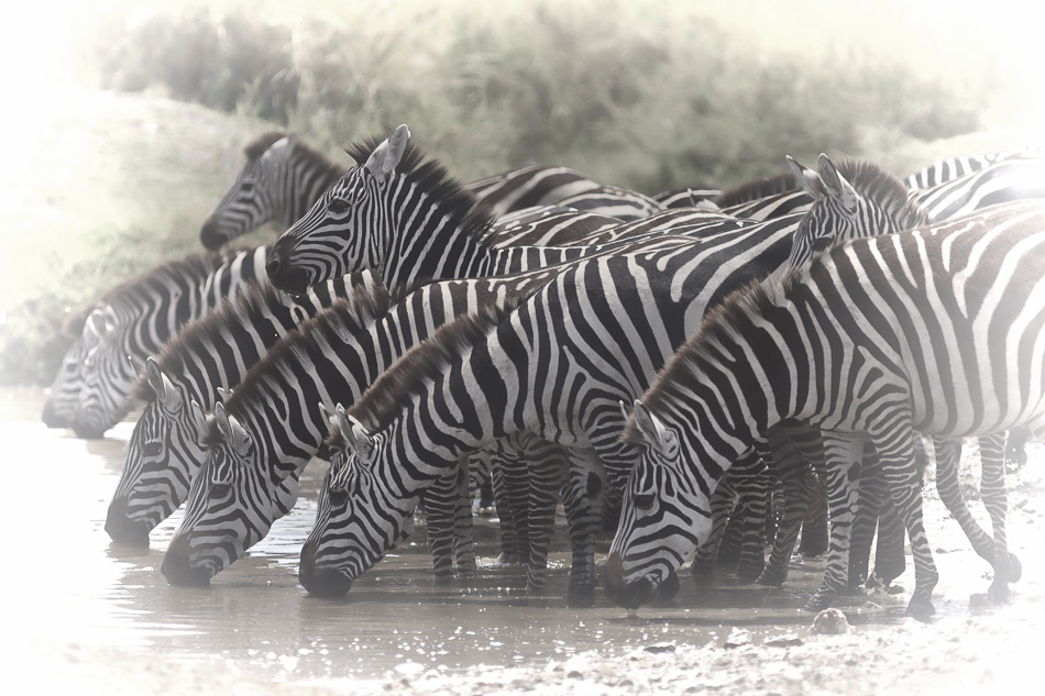 Zebras at the Watering Hole by Anne McKinnell