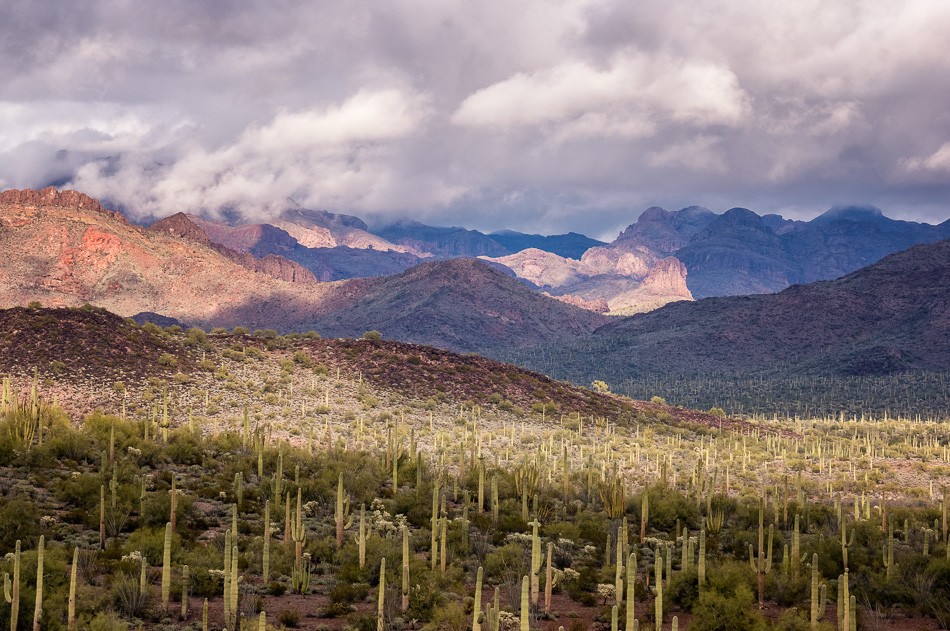 Organ Pipe Cactus National Monument Arizona by Anne McKinnell